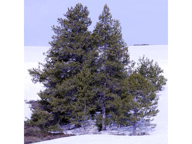Pinus flexilis (Limber pine) #70538