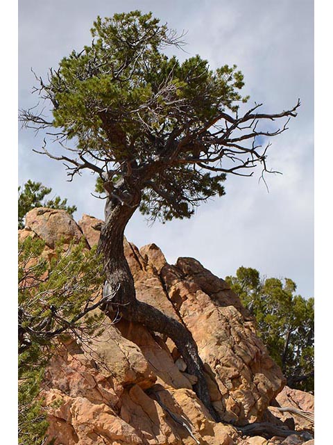 Pinus flexilis (Limber pine) #70539
