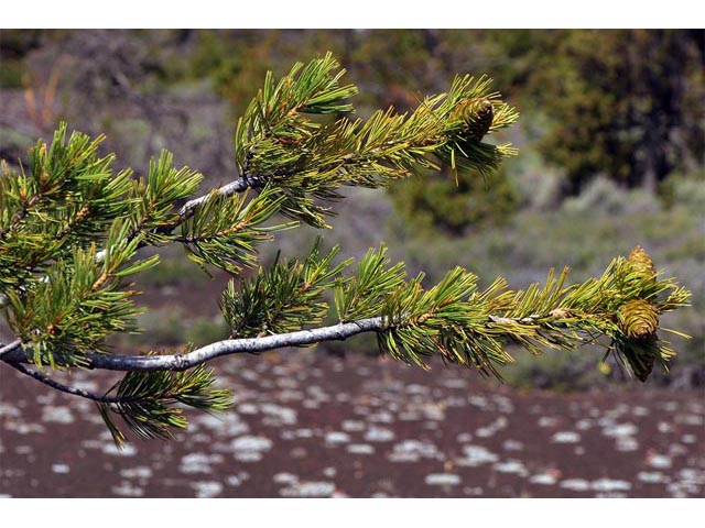 Pinus flexilis (Limber pine) #70543