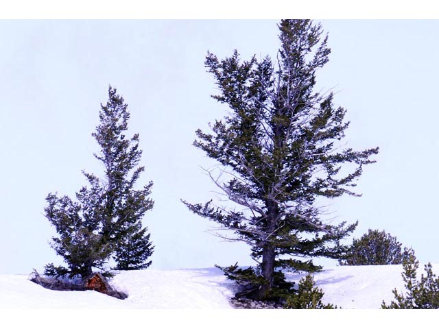 Pinus flexilis (Limber pine) #70544