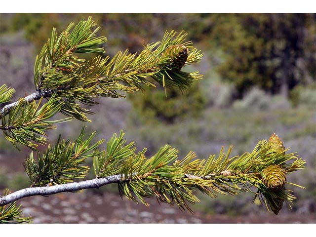 Pinus flexilis (Limber pine) #70545