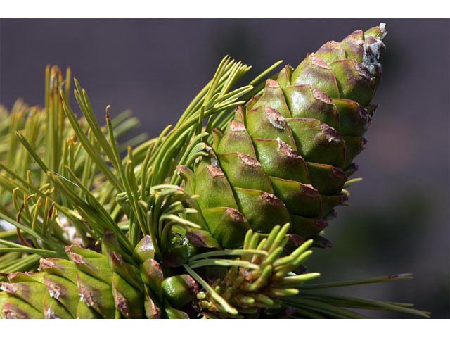 Pinus flexilis (Limber pine) #70547
