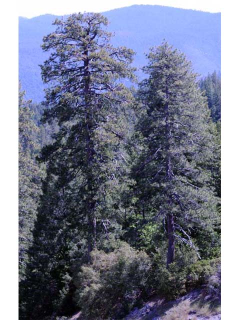 Pinus lambertiana (Sugar pine) #70552