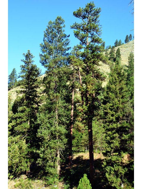 Pinus ponderosa var. ponderosa (Ponderosa pine) #70556