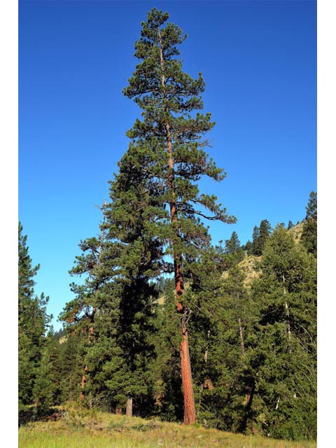 Pinus ponderosa var. ponderosa (Ponderosa pine) #70557