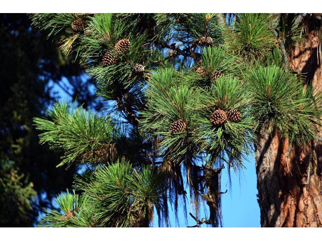 Pinus ponderosa var. ponderosa (Ponderosa pine) #70558
