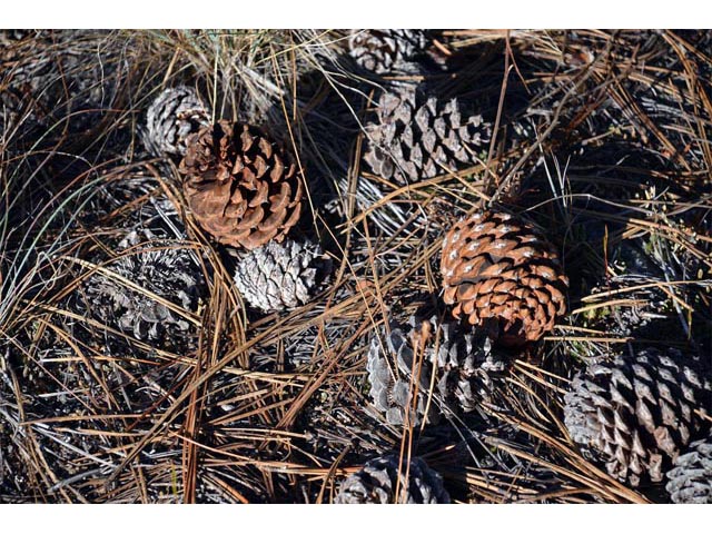 Pinus ponderosa var. ponderosa (Ponderosa pine) #70563