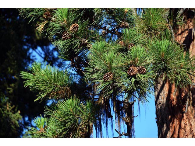 Pinus ponderosa (Ponderosa pine) #70580