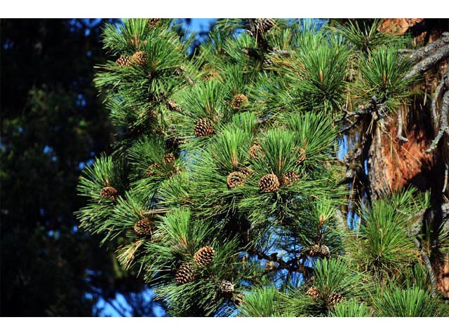 Pinus ponderosa (Ponderosa pine) #70581