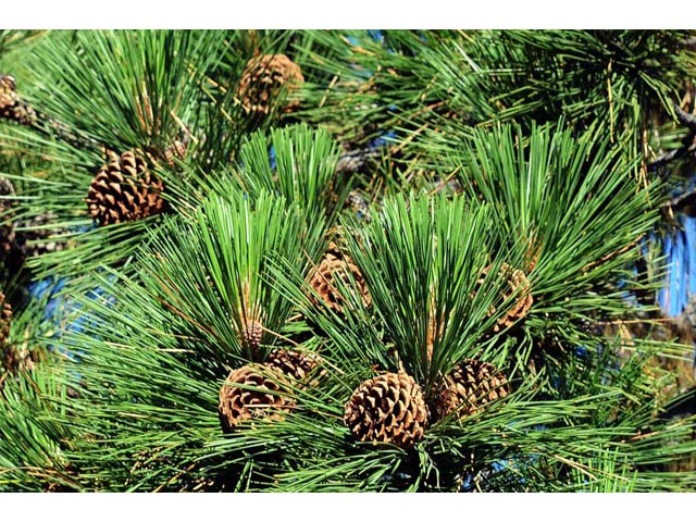 Pinus ponderosa (Ponderosa pine) #70582
