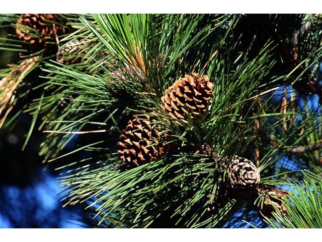 Pinus ponderosa (Ponderosa pine) #70583