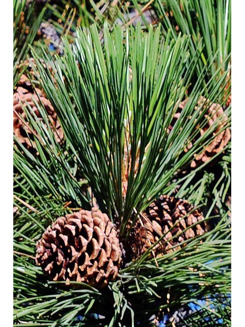 Pinus ponderosa (Ponderosa pine) #70584
