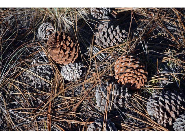 Pinus ponderosa (Ponderosa pine) #70585