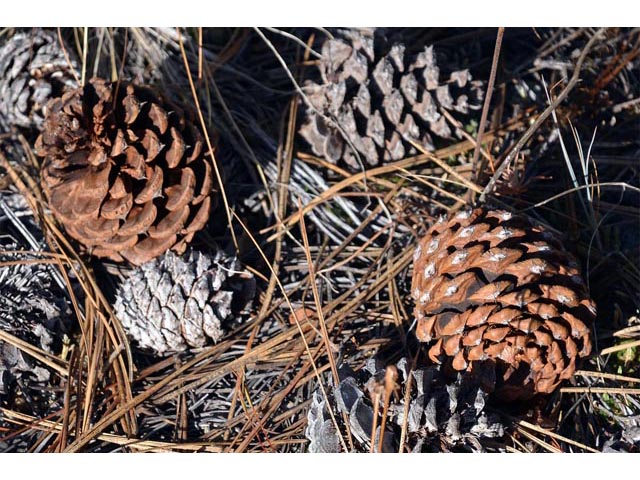 Pinus ponderosa (Ponderosa pine) #70586