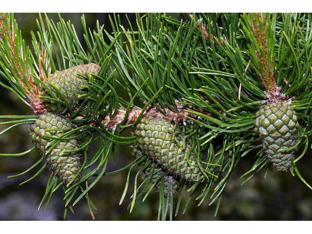 Pinus ponderosa var. scopulorum (Rocky mountain ponderosa pine) #70599