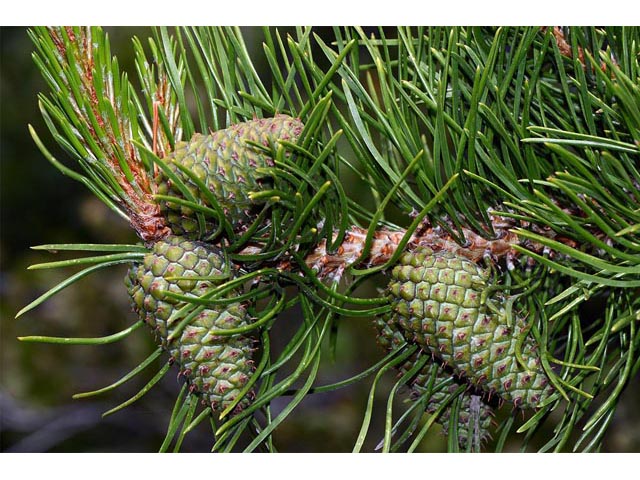 Pinus ponderosa var. scopulorum (Rocky mountain ponderosa pine) #70600