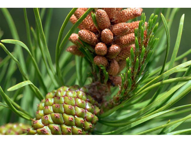 Pinus ponderosa var. scopulorum (Rocky mountain ponderosa pine) #70604