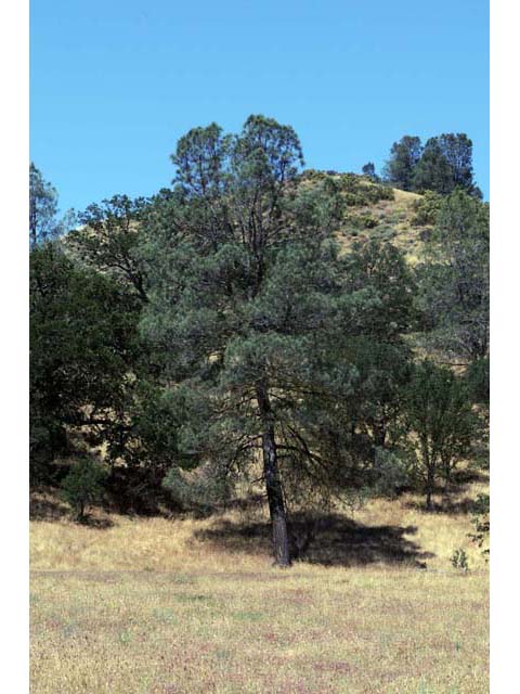 Pinus sabiniana (California foothill pine) #70614