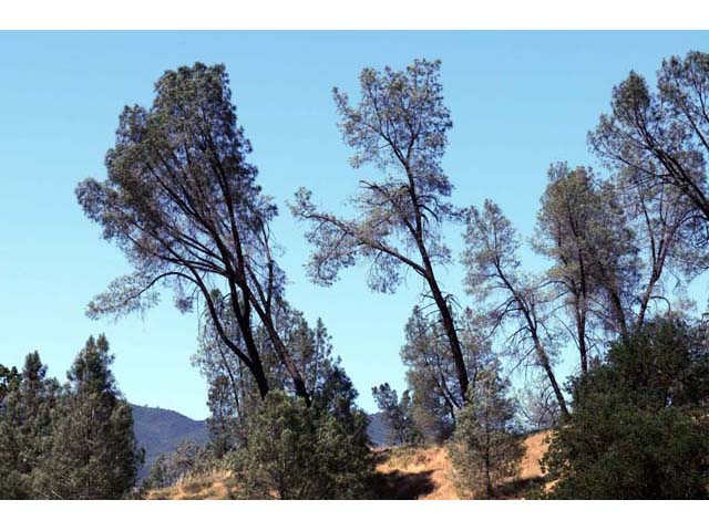 Pinus sabiniana (California foothill pine) #70615