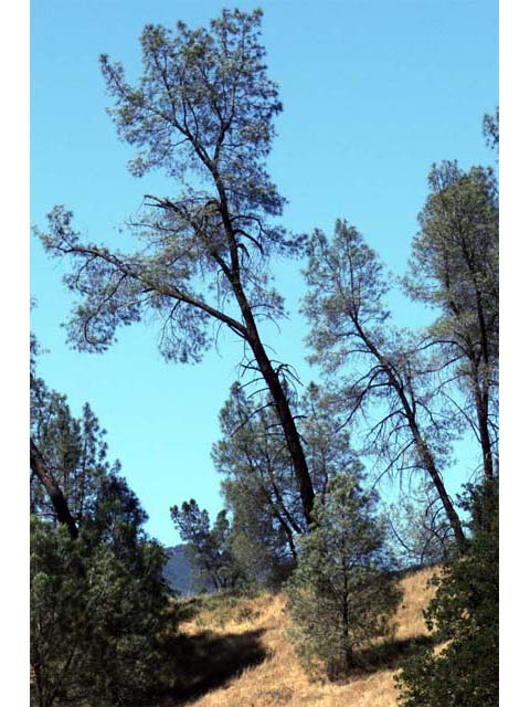 Pinus sabiniana (California foothill pine) #70617