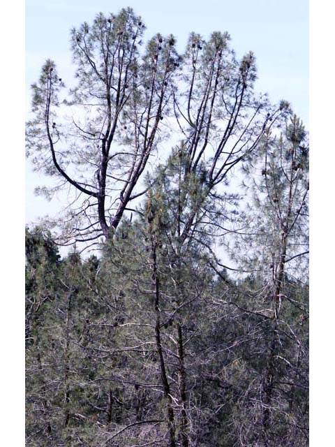 Pinus sabiniana (California foothill pine) #70618