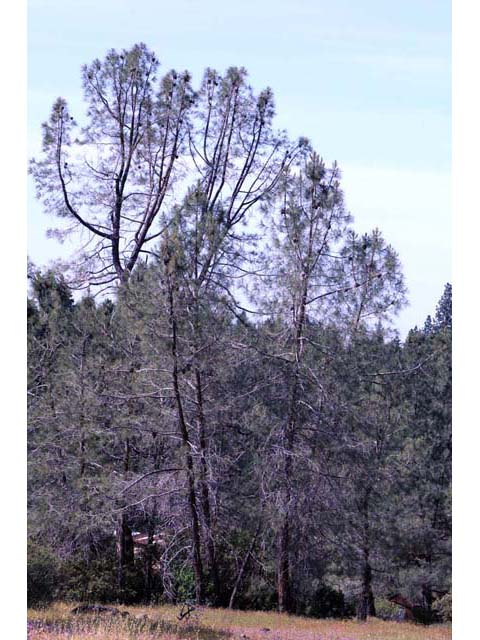Pinus sabiniana (California foothill pine) #70619