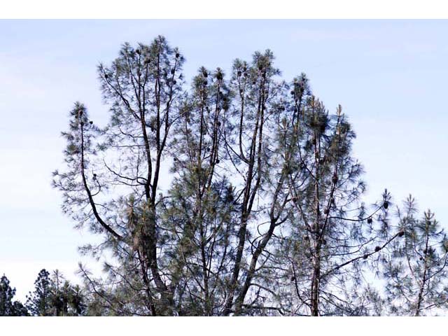 Pinus sabiniana (California foothill pine) #70620