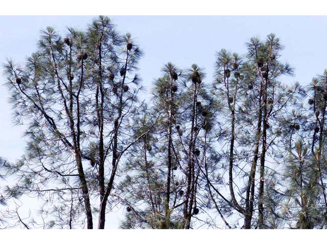 Pinus sabiniana (California foothill pine) #70621