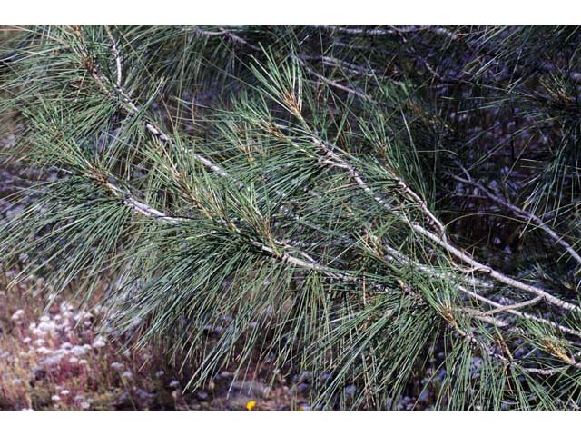 Pinus sabiniana (California foothill pine) #70622