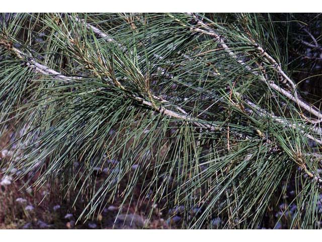 Pinus sabiniana (California foothill pine) #70623