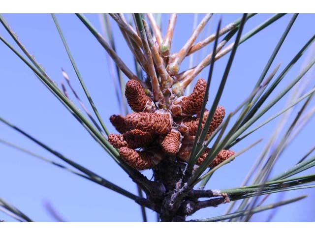 Pinus sabiniana (California foothill pine) #70624