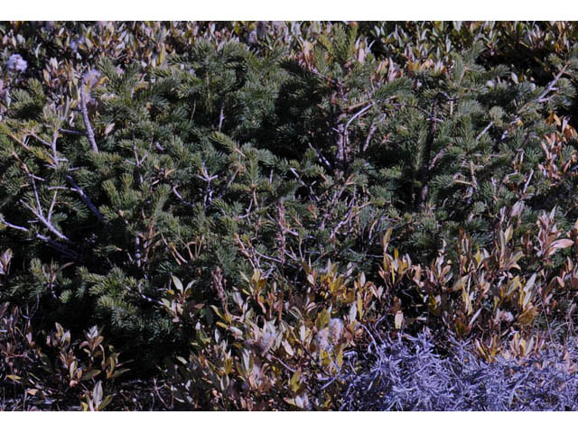 Picea glauca (White spruce) #70646
