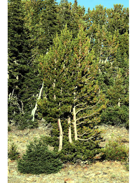 Pinus albicaulis (Whitebark pine) #70662