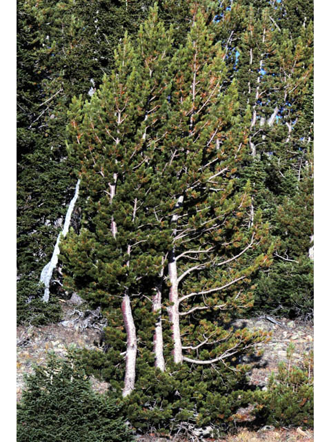 Pinus albicaulis (Whitebark pine) #70663