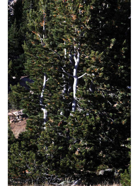 Pinus albicaulis (Whitebark pine) #70664