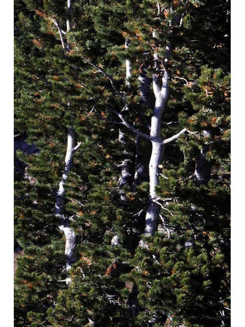 Pinus albicaulis (Whitebark pine) #70665