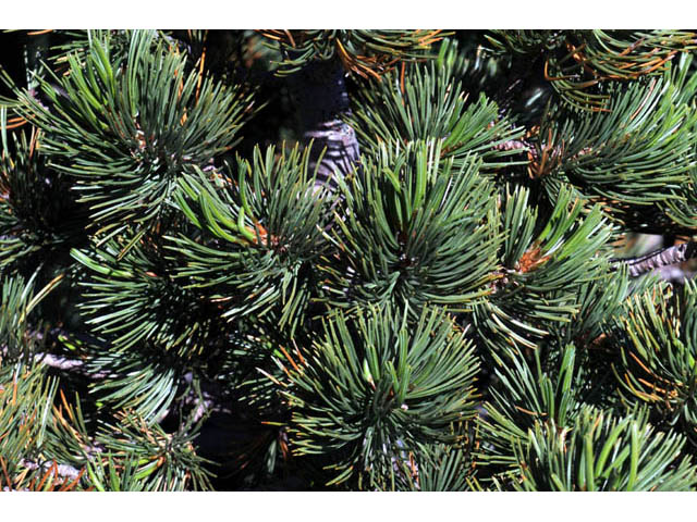 Pinus albicaulis (Whitebark pine) #70666