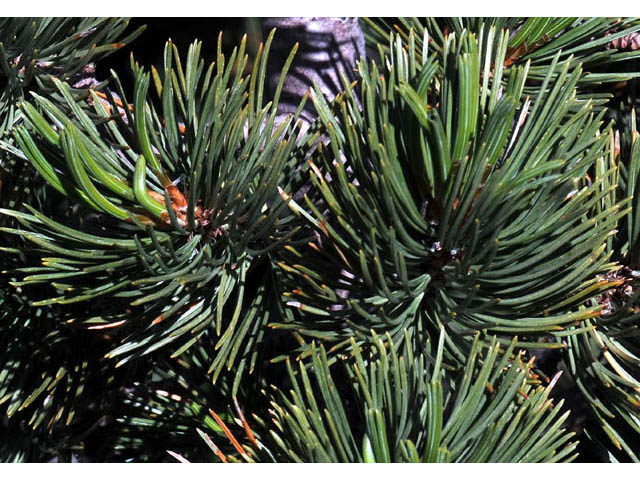 Pinus albicaulis (Whitebark pine) #70667