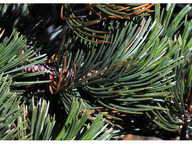 Pinus albicaulis (Whitebark pine) #70668