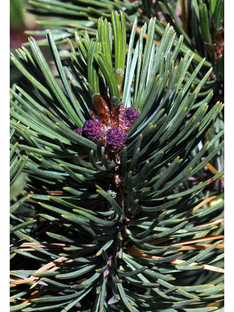 Pinus albicaulis (Whitebark pine) #70670