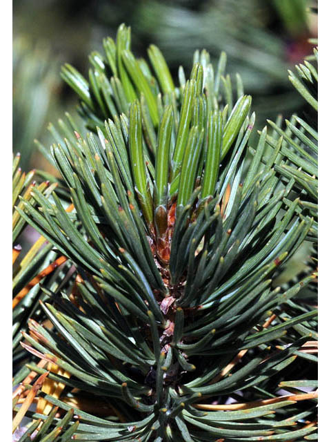 Pinus albicaulis (Whitebark pine) #70671