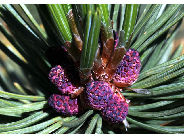 Pinus albicaulis (Whitebark pine) #70673