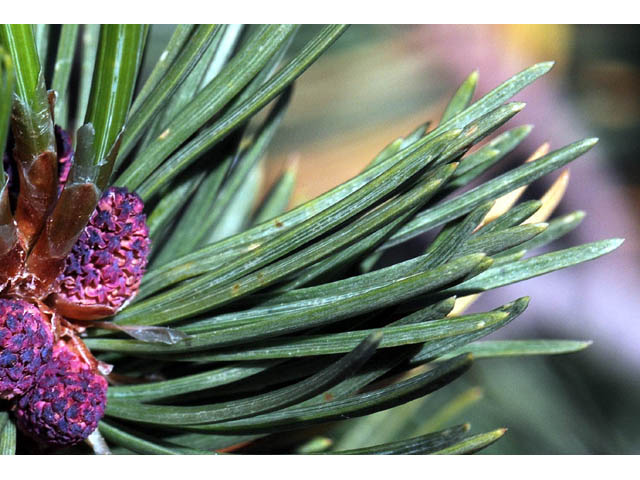 Pinus albicaulis (Whitebark pine) #70674