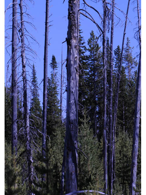 Pinus contorta var. latifolia (Lodgepole pine) #70679