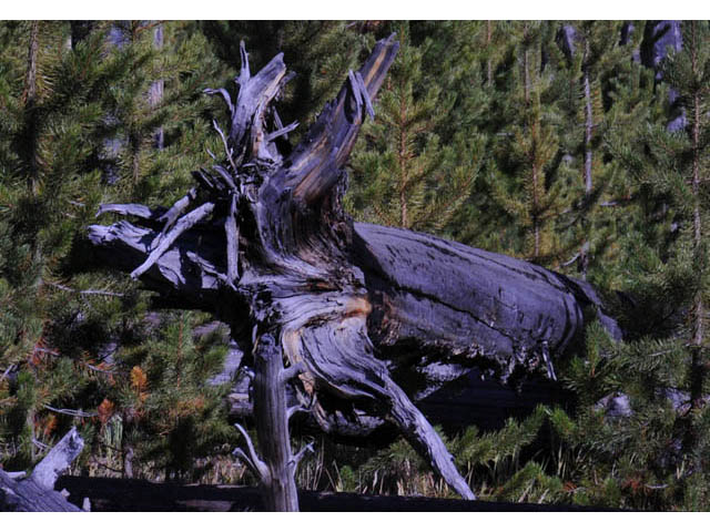 Pinus contorta var. latifolia (Lodgepole pine) #70681