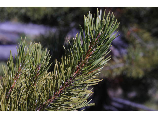 Pinus contorta var. latifolia (Lodgepole pine) #70684