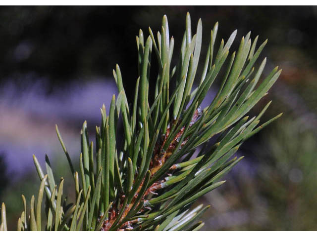 Pinus contorta var. latifolia (Lodgepole pine) #70685
