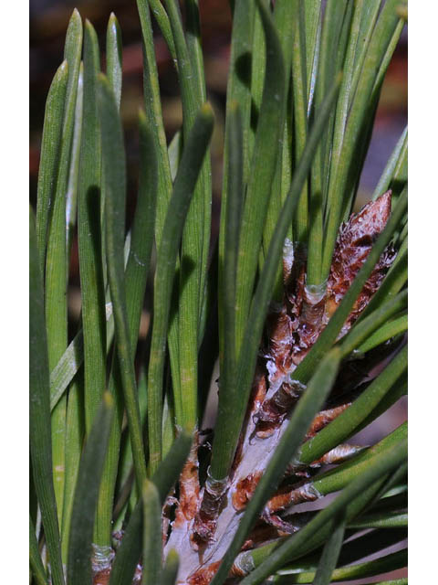 Pinus contorta var. latifolia (Lodgepole pine) #70687