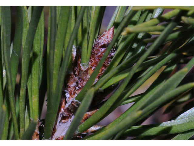 Pinus contorta var. latifolia (Lodgepole pine) #70688