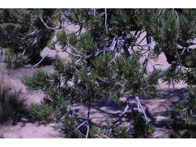Pinus edulis (Colorado pinyon pine) #70690
